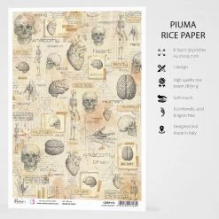 Human Anatomy - A4 Rice Paper Sign Of The Times Ciao Bella Collection A4 Decoupage Rice Paper