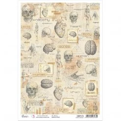 Human Anatomy - A4 Rice Paper Sign Of The Times Ciao Bella Collection A4 Decoupage Rice Paper